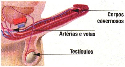 Programas de aumento em um pênis